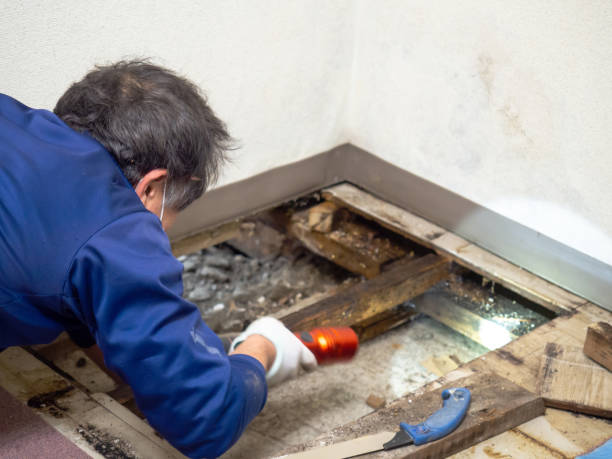 Best Localized Mold Remediation (e.g., coastal areas, humid climates) in Delhi Hills, OH