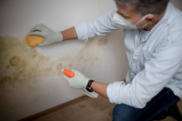 Best Mold Testing and Inspection Services in Delhi Hills, OH