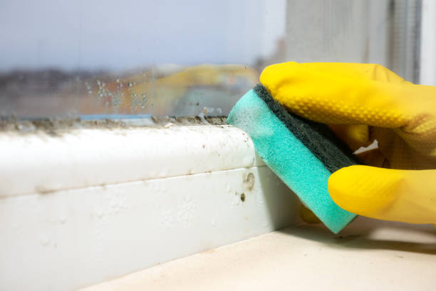 Best Bathroom Mold Remediation in Delhi Hills, OH