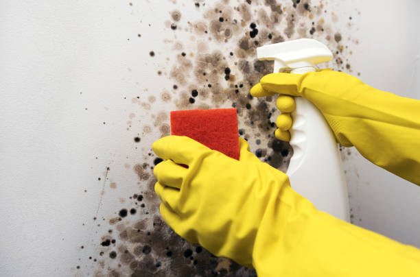 Best Black Mold Remediation in Delhi Hills, OH